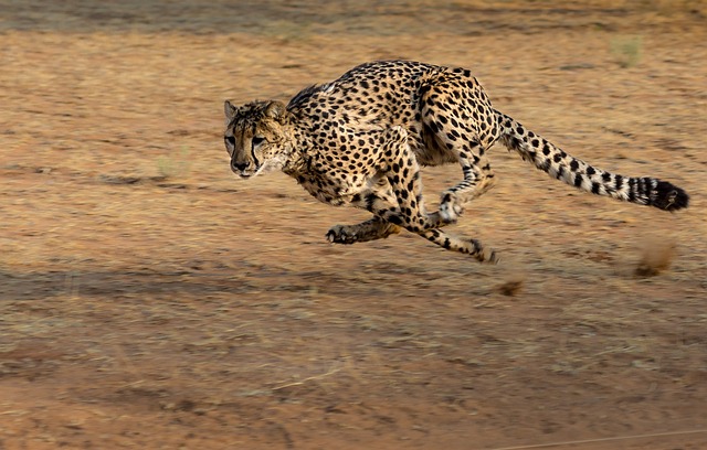 gepard patří k nejrychlejším zvířatům