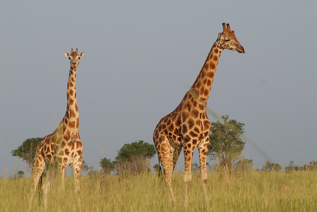 žirafy na safari.jpg