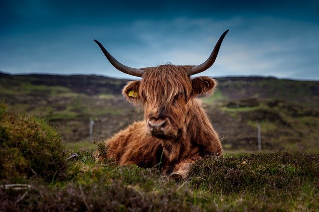 kráva ve Skotsku